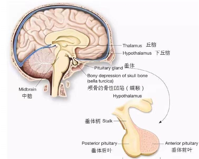 手脚逐渐粗大，得了肢端肥大症会让人越来越丑